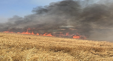 Buğday tarlaları peş peşe yanıyor