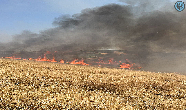 Buğday tarlaları peş peşe yanıyor